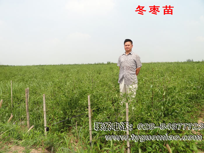 冬棗苗