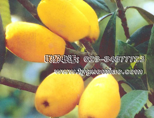 特早一號（又名春節(jié)一號）