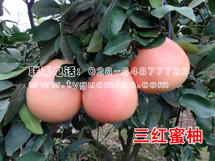 三紅蜜柚