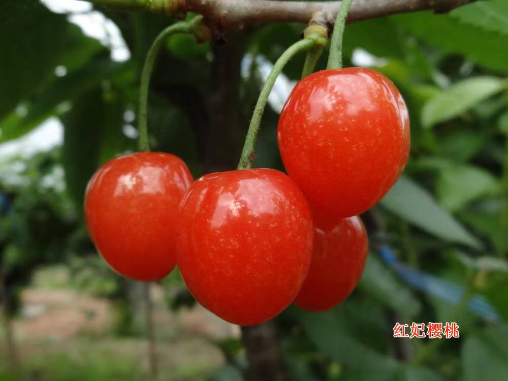紅妃櫻桃