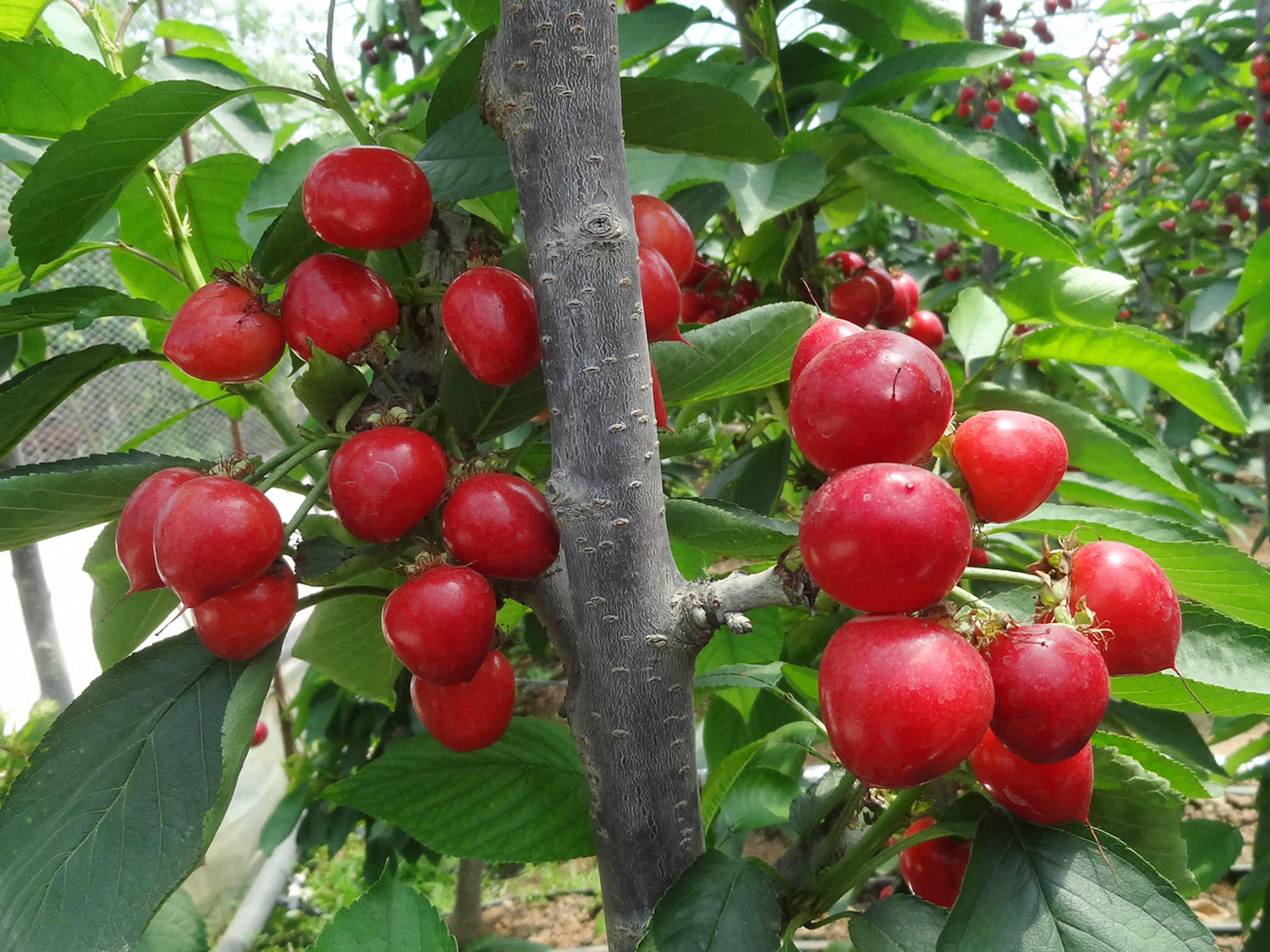 皇 家 香檳車厘子