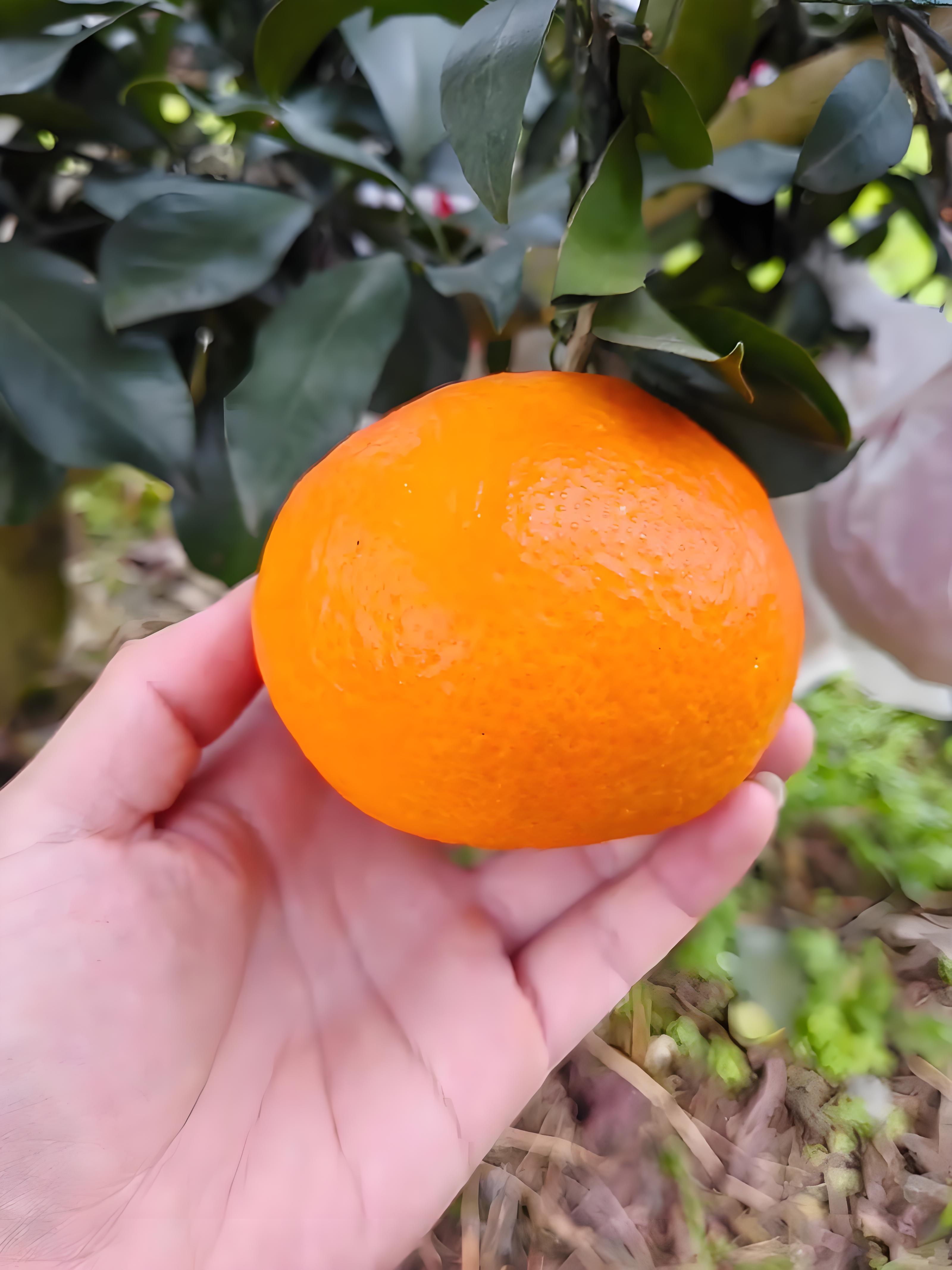 阿蜜達(dá)柑橘（愛媛46）